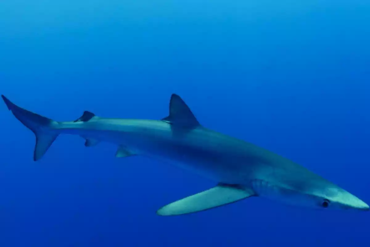 Imagen de un tiburón azul