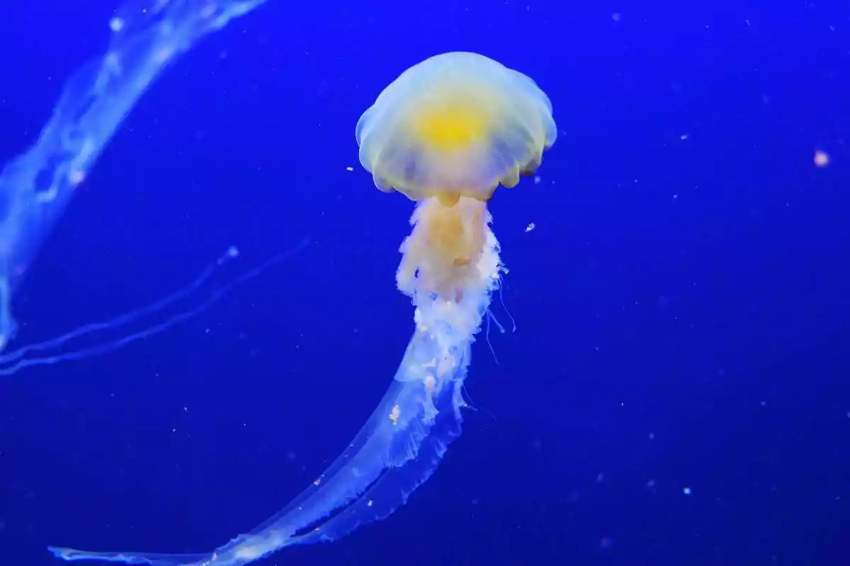 Una medusa en el fondo del mar