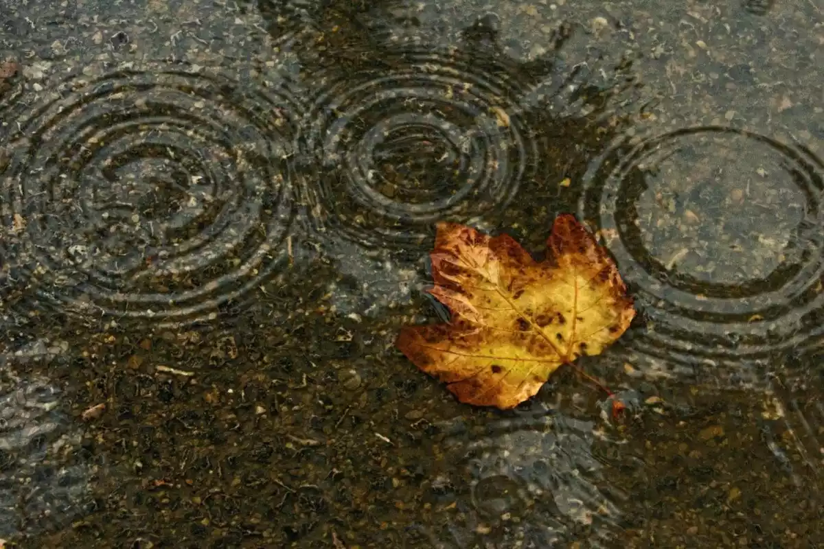 Imagen de un día de lluvia de pleno otoño